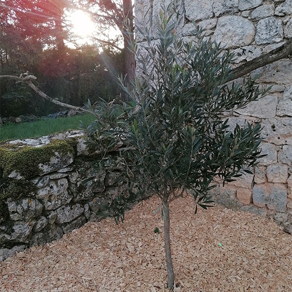 racines-de-lili-header